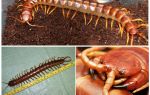 Scolopendra géant