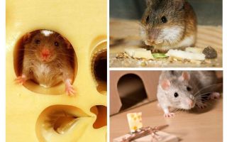 Myszy jedzą ser lub nie