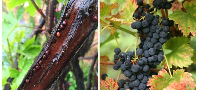 Jak pozbyć się winogron na winogronach