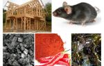 Zaštita okvira kuće od miševa