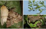 Beskrivelse og billede af Caterpillar af Gypsy Moth