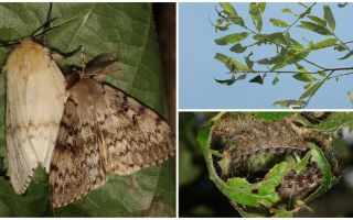 Beskrivelse og billede af Caterpillar af Gypsy Moth