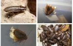 Mramorne bubašvabe: što hraniti i kako se razmnožavati