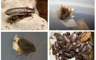 Marmor kakerlakker: hva du skal mate og hvordan å avle