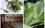Kako koristiti lovorov list protiv žohara
