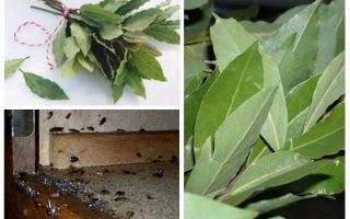 Jak użyć liścia laurowego przeciwko karaluchom