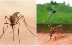 Interessante fakta om mygg