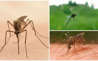 Ciekawe fakty na temat komarów