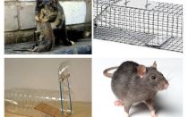 एक निजी घर से चूहों को कैसे प्राप्त करें