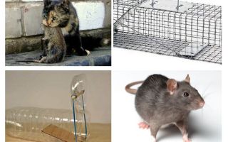 Como tirar ratos de uma casa particular