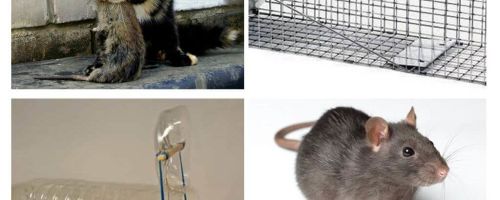 Jak wyciągnąć szczury z prywatnego domu