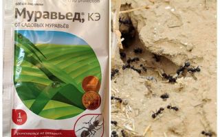 चींटी उपाय एंटीटर निर्देश और समीक्षा