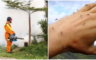 Μέσα για την επεξεργασία της περιοχής από τα κουνούπια και τα κρότωνες