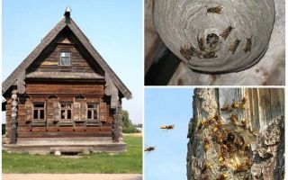 Hvordan man får bierne ud af træhuset og andre steder