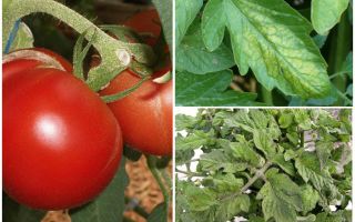 Mszyce na pomidorach - co przetwarzać i jak walczyć
