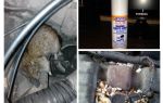 Spray rats pour la voiture