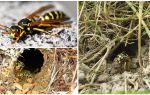 How to destroy earthen wasps and wasp nests in the ground