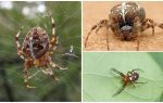 Beskrivelse og billede af korsfarer spider