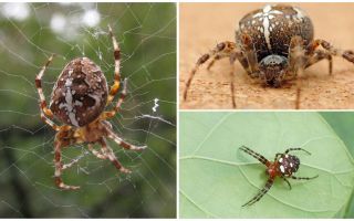 Opis i zdjęcie pająka krzyżowców