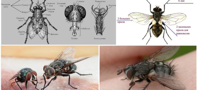 A estrutura das moscas