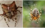 Corrida de aranha: foto e efeitos depois de uma mordida