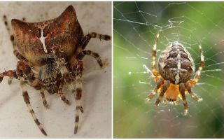 Spider jog: fotografija i efekti nakon ugriza
