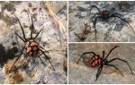 Beskrivelse og billeder af Kasakhstan edderkopper