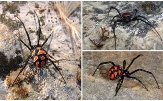Penerangan dan gambar labah-labah Kazakhstan