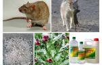 Kako ukloniti štakore iz štala narodnih lijekova