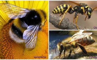 A darázs, a méh és a darázs különbségei