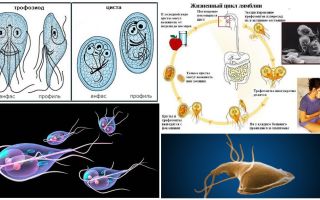 Livscyklus af Giardia og behandling af cyster