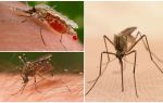 Hvor mange myg har du brug for at drikke hele blodet af en person?