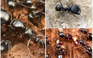 Żniwiarze mrówek