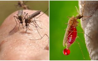 Skąd pochodzą komary