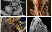 Que pulgas parecem na foto: suas variedades e características estruturais