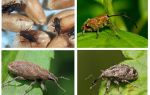 Beetle weevil e le sue larve