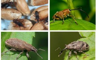 Wołek chrząszcza i jego larwy