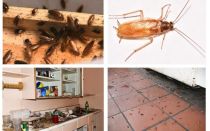 Bli kvitt kakerlakker i leiligheten en gang for alle