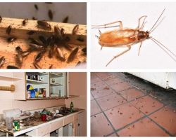 Pozbywanie się karaluchów w mieszkaniu raz na zawsze
