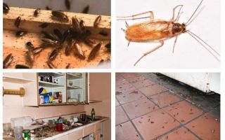 Co zrobić, jeśli zobaczysz karalucha w kuchni