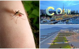 Existem mosquitos em Sochi e Adler?