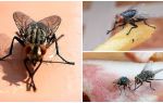 Zašto muhe trljaju šape