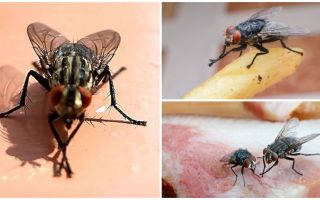 Dlaczego muchy pocierają łapy