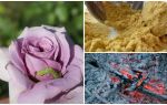 Hvordan sprøjte roser fra larver og bladlus