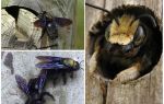 Wie man Holzbienen von einem Holzhaus entfernt