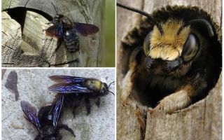 Kako ukloniti drvene pčele iz drvene kuće