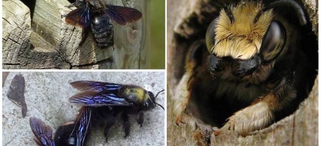 Jak usunąć pszczoły drewniane z drewnianego domu