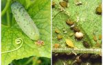 Hvad og hvordan man skal håndtere bladlus på agurker i drivhuse og åbne marker