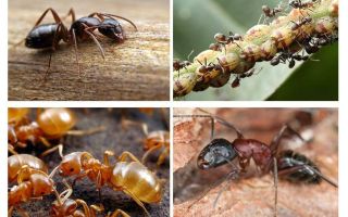 Hage myrer skade og nytte