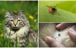 Was zu tun ist und wie man eine Zecke bei einer Katze oder Katze behandelt